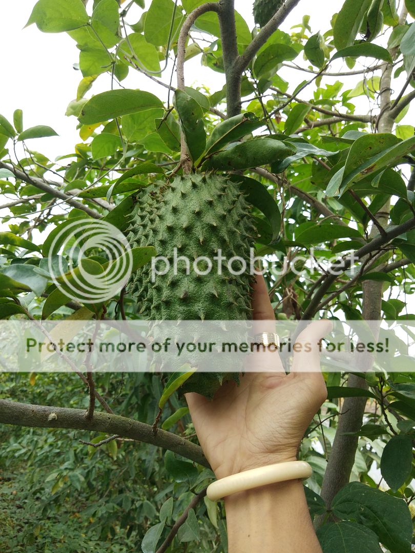 Trà Mãng Cầu Xiêm - 8