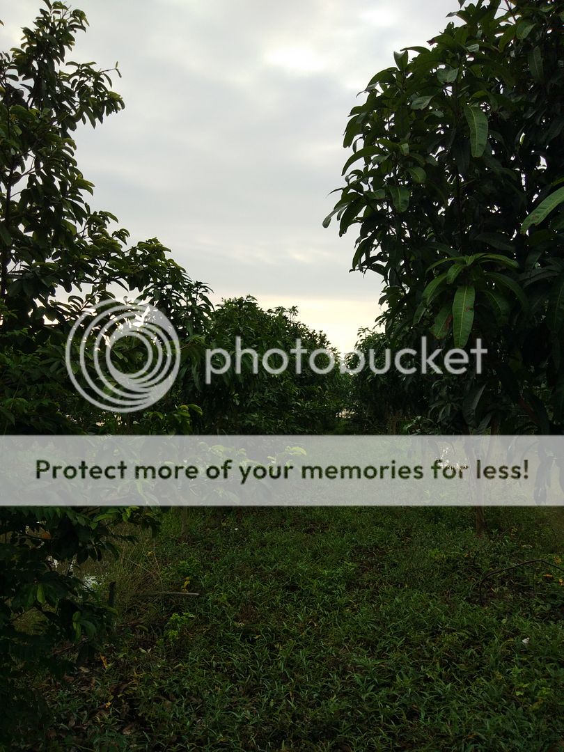 Trà Mãng Cầu Xiêm - 7