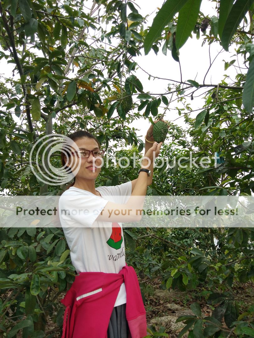 Trà Mãng Cầu Xiêm - 6