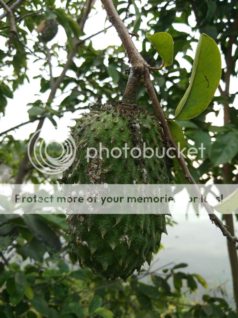 Trà Mãng Cầu Xiêm - 5