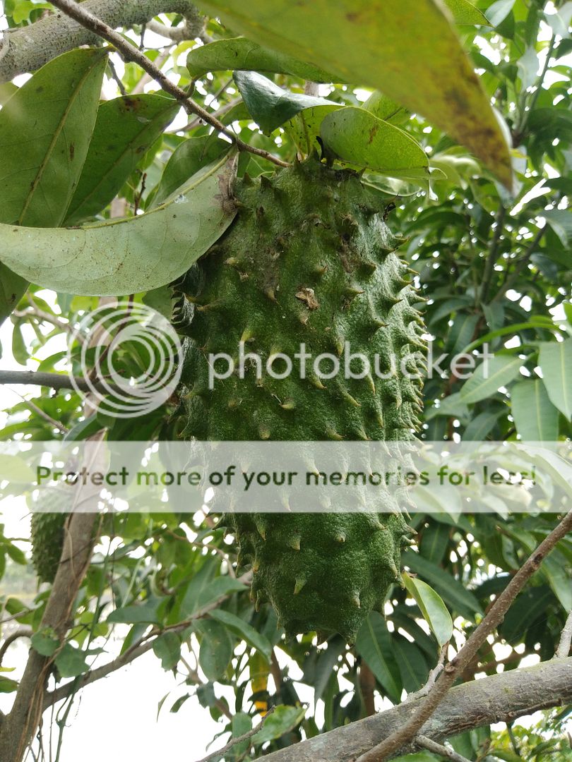 Trà Mãng Cầu Xiêm - 4