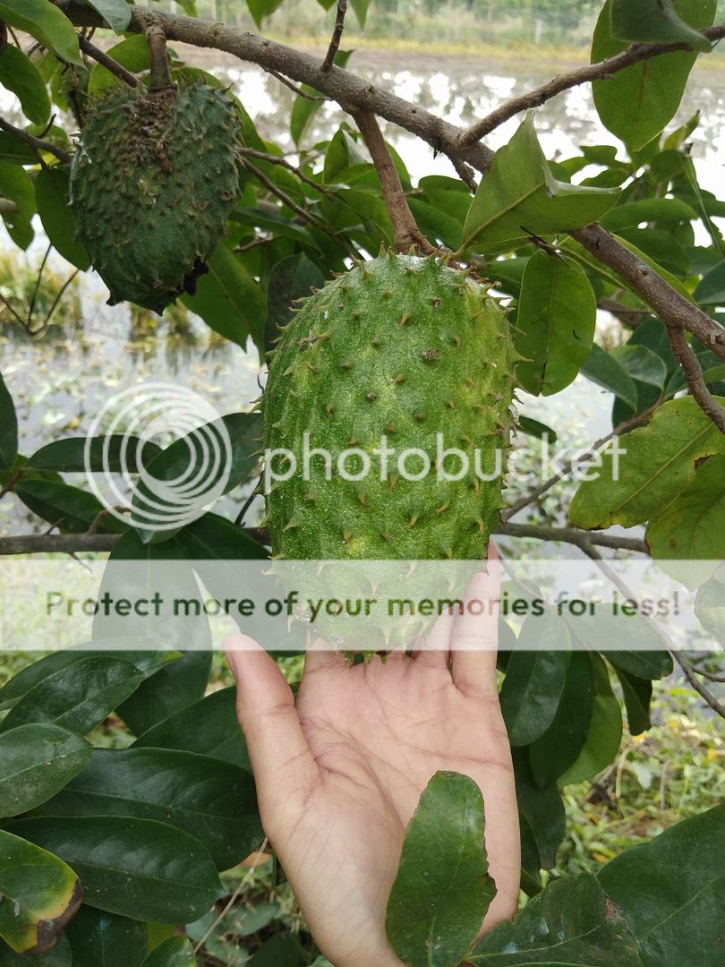 Trà Mãng Cầu Xiêm - 3